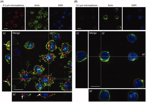 Figure 5. Uptake of 100 nm fluorescently labeled NMs by primary neutrophils and dHL-60 cells. Primary neutrophils (A) and dHL-60 cells (B) were incubated with 100 nm fluorescent carboxylate-modified NMs (FluoSpheres™) (red) for 2 h, fixed and counterstained with phalloidin (green) and DAPI (blue) for visualization of cell nuclei and cytoplasmic actin respectively. Confocal Z-stacks were acquired, and orthogonal (XZ and YZ) projections used to confirm the internalization of particles by cells, highlighted by white arrows. Images shown are representative. Scale bar = 10 µm.