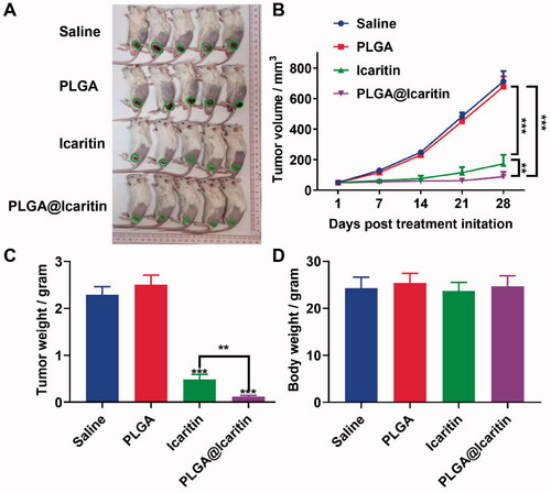 Figure 6. In vivo anti-tumor effect of PLGA@Icaritin. (A) Image of tumors derived from mice treated with saline, PLGA, icaritin and PLGA@Icaritin. (B) Tumor volume of MFC tumors isolated from mice. (C) Tumor weight of MFC tumors isolated from mice. (D) Body weight of MFC tumor-bearing mice. Data are shown as the mean ± SD, n = 3. **Indicates p < 0.01; ***indicates p < 0.001.
