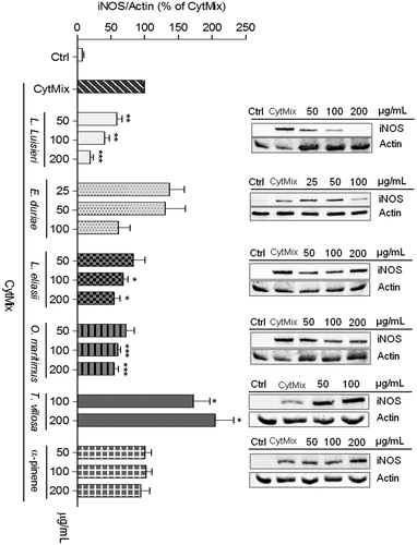 Figure 3. Effect of EOs on iNOS protein expression in C2BBe1 cells left untreated (Ctrl) or treated with CytMix, for 24 h, after pre-treatment with each EO. The images shown are representative of, at least, three independent experiments. *p < 0.05, **p < 0.01, and ***p < 0.001 relative to cells treated with CytMix.