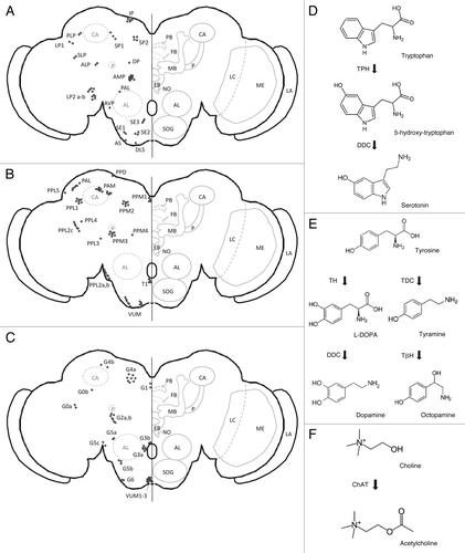 Figure 2. (A–C) Schematic representation of adult central brain cells reported to be serotonergic, dopaminergic or octopaminergic. Cholinergic cells were reported to be widespread throughout the entire brain making it difficult to present a schematic overview.Citation140-Citation143 PB, protocerebral bridge; FB, fan-shaped body; EB, ellipsoid body; NO, noduli; MB, mushroom bodies; P, mushroom body peduncle; CA, mushroom body calyx; AL, antennal lobe; SOG, subesophageal ganglion; LC, lobula complex; ME, medulla; LA, lamina. (A) Serotonergic cells. LLP1, posterior lateral protocerebrum; LP2a, between the medulla and the lateral protocerebrum; LP2b, between the medulla and the lateral protocerebrum; DP, dorsal protocerebrum; SP1, posterior to superior median protocerebrum; SP2, posterior median protocerebrum; IP, posterior inferior median protocerebrum; PLP, posterior lateral protocerebrum; SLP, superior lateral protocerebrum; AMP, anterior median protocerebrum; ALP, anterior lateral protocerebrum; AVP, anterior ventral protocerebrum; PAL, posterior to antennal lobe; DLS, dorsal lateral subesophageal ganglion; AS, anterior subesophageal ganglion; SE1, lateral subesophageal ganglion; SE2, anterior lateral subesophageal ganglion; SE3, most ventral subesophageal ganglion.Citation144-Citation146 (B) Dopaminergic cells. PAM, dorsomedial anterior protocerebral; PAL, dorsolateral anterior protocerebral; PPM, dorsomedial posterior protocerebral; PPL1, dorsolateral posterior protocerebral; PPL2, lateral posterior protocerebral; PPD, protocerebral posterial dorsal; T1, tritocerebrum; VUM, ventral unpaired medial neurons.Citation76,Citation147,Citation148 (C) Octopaminergic cells (nomenclature according to Sinakevitch and Strausfeld, 2006; nomenclature between brackets according to Monastirioti et al., 1995). Cluster G0a, Cluster G0b (LP, lateral protocerebrum cell), Cluster G1 (DMC, dorsal medial cluster), Cluster G2a (~DAC, dorsal anterior cluster?), Cluster G2b (~DAC, dorsal anterior cluster?), Cluster G3a (AL, antennal lobe cluster), Cluster G3b, Cluster G4a (DPC, dorsal posterior cluster), Cluster G4b (DPC, dorsal posterior cluster), Cluster G5a, Cluster G5b,c, Cluster G6, VUM, Ventral unpaired median neurons 1–3 (SM, subesophageal medial). (D-F) Diagrams representing the biosynthetic pathways of acetylcholine and the monoaminergic neurotransmitters: serotonin, dopamine and octopamine. (D) Serotonin synthesis. TPH, Tryptophan hydroxylase; DDC, DOPA decarboxylase. (E) Dopamine/octopamine synthesis. TH, Tyrosine hydroxylase; TDC, Tyrosine decarboxylase; DDC, DOPA decarboxylase; TβH, Dopamine β hydroxylase (F) Acetylcholine synthesis. ChAT, Choline acetyltransferase