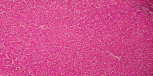 Figure 1.  Liver section of control rats showing normal hepatic cells.