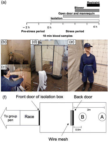 Figure 1.  Schema showing the structure of the layered stressor paradigm (1a) and the set-up (1f) used to expose the animals to the selection stressors (isolation and exposure to a mannequin placed at B) and the non-selection stressors (blower placed at A and animal restrained inside isolation box). 1b and 1c show an animal confined to the isolation box and the method of blood collection from outside the isolation box. Figure 1d and 1e show the placement of the blower outside the isolation box with the back door open and the mannequin used to simulate human presence.