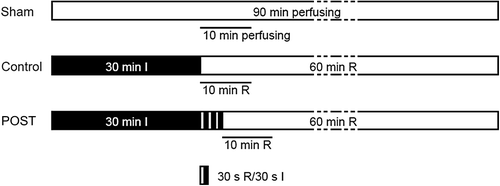 Figure 1. Animal experimental protocols and groups. All rats were divided into 3 groups (n = 6 per group): Sham, receiving 90 min perfusion; Control, exposed to 30 min ischemia (I, dark bar) followed by 60 min reperfusion (R, open bar); POST given three episodes of 30 s of global ischemia, each separated by 30 s of reperfusion before 60 min reperfusion. The coronary effluent over 10 min perfusion or reperfusion (straight line) was collected for stem cell culture.