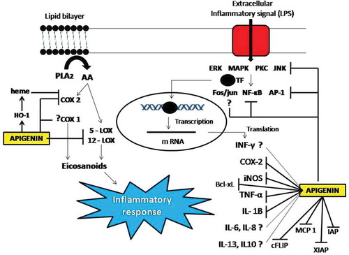 Figure 9. Possible role of apigenin in inducing anti-inflammatory affect by modulating the expression of cytokines and other inflammatory molecules at both transcriptional and post transcriptional level. COX 1/2 (Cycloxygenase 1/2), LOX (Lipoxygenase), HO-1 (Haeme oxygenase 1), PLA (Prostaglandins), IL (Interleukins), TNF-α (Tumor necrotic factor alpha), iNOS (inhibitor of nitric oxide synthase), INF-γ (Interferon gamma), XIAP (X-linked inhibitor of apoptosis protein), c-FLIP (Cellular FLICE like inhibitory protein). Lines with arrow heads represent activation while lines without arrow heads represent inhibition.