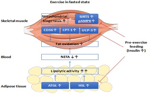 Figure 1 Exercise in fasted compared to fed states. Aerobic exercise performed in the fasted state induces higher fat oxidation than exercise performed in the fed state.
