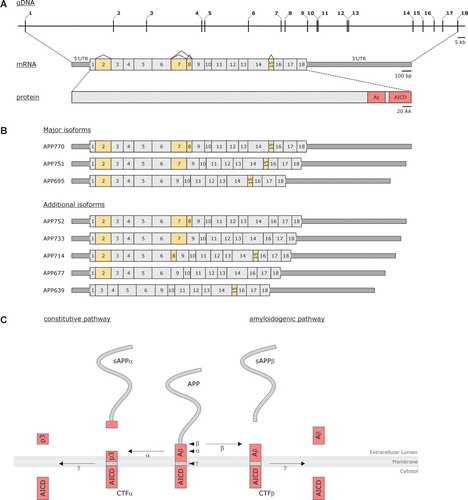 Figure 1.  A: Schematic presentation of Amyloid Precusor Protein (APP) at the genomic, transcript, and protein level. Numbers (genomic and transcript) indicate exons and yellow-colored exons (transcript) designate alternatively spliced exons. At the transcript level, untranslated regions (UTR) are represented as dark gray boxes; coding regions are shown in light gray. Pink boxes indicate the portion of the protein from which the Aβ peptide and the APP intracellular domain (AICD) are formed. B: Different APP isoforms, produced by means of alternative splicing, that have been isolated from human tissue. Each transcript is named according to the protein that can be translated from the transcript, i.e. APP770 encodes an isoform containing 770 amino acids. C: Schematic overview of the two major APP processing pathways, i.e. the constitutive and the amyloidogenic pathway. Arrowheads indicate the respective cleavage sites (α-, β-, and γ-site); arrows indicate the cleavage event by the respective proteases (α-, β-, and γ-secretase).