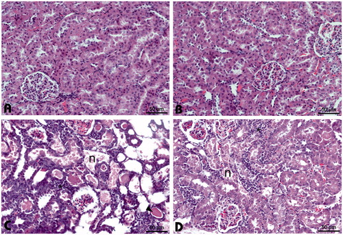 Figure 1. Histopathological appearance in Group I (A), Group II (B), Group III (C), and Group IV (D). H&E-stained rat kidney sections.