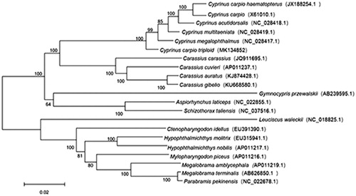 Figure 1. The phylogenetic tree of the 21 species from Cyprinidae was constructed based on complete mitochondrial genome data.