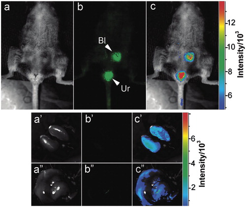 Figure 15. Intravenous injection of C-Dots: (a) bright field, (b) as-detected fluorescence (Bl, bladder; Ur, urine) and (c) colour-coded images. The same order is used for the images of the dissected kidneys (a′–c′) and liver (a″–c″). (Reprinted with permission from Ref. [Citation42] Copyright (2009) American Chemical Society).