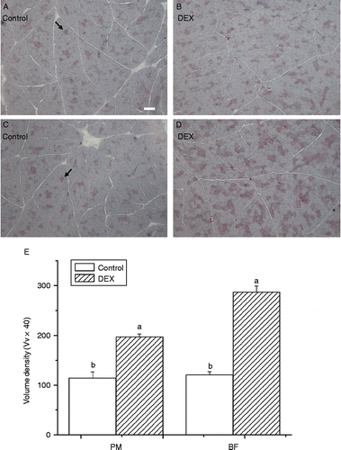 Figure 1.  Oil Red O staining of skeletal muscle for cytoplasmic lipid droplets (indicated by arrows) showing effect of dexamethasone treatment (DEX, daily subcutaneous injection of 2 mg/kg body weight for 3 days, B,D) on lipid accumulation in myocytes of PM (A,B) and BF (C,D) from broiler chickens in Trial 1. The scale bar in (A) represents 50 μm. (E) Indicates the volume density (Vv × 40) of Oil Red O positive muscle fibres in skeletal muscle. Values are means ± SE (n = 5). Different superscripts (a,b) indicate significant differences (P < 0.05) in the means, by ANOVA and Duncan's multiple test.