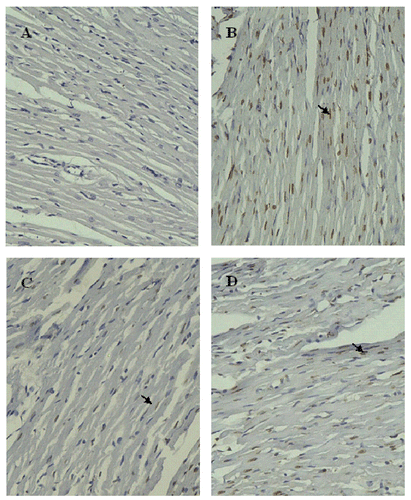 Figure 6.  Cardiomyocyte apoptosis detected by TUNEL after 8 h hypothermic preservation (×200). Brown staining (TUNEL positive) indicates apoptotic cardiomyocytes (arrow). (A) Normal group: myocardium simply perfused with K–H solution for 30 min; (B) control group: myocardium preserved in Celsior solution for 8 h; (C) DE group: myocardium preserved in Celsior solution supplemented with 30 μM DE for 8 h; (D) 5-HD + DE group: myocardium preserved in Celsior solution supplemented with 30 μM DE and 100 μM 5-HD for 8 h.