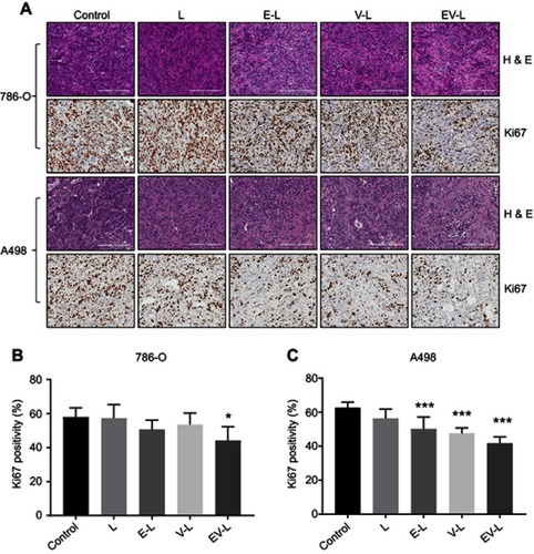 Figure 5 H&E and Ki67 staining of tumor sections obtained from the single mouse trial. (A) Representative images of the H&E and Ki67-stained tumor sections from different treatment groups displayed comparatively higher anti-proliferative activity of EV-L. Bar length =200 µm. (B & C) Quantification of Ki67 positive nuclei in 786-O and A498 tumor sections, respectively. * and *** denotes p<0.05 and p<0.001 compared to control, respectively.
