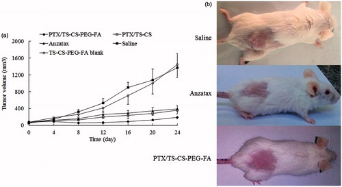 Figure 7. Tumor volume change in mice with PTX/TS-CS, PTX/TS-CS-PEG-FA, Anzatax®, blank micelles or saline (n = 6) (a) images of whole mice were taken at 25 days after tumor inoculation (b).