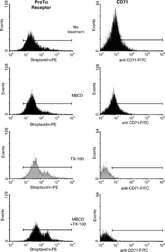 Figure 4. Flow cytometry analysis of the ProTα receptor association with raft regions on human lymphoblasts. Cells (2×106) were cross-linked with BS3 in the absence (to check for background fluorescence; see also Figure 5a, right) or the presence of 15 µM of biotin-ProTα, and then treated with 1% TX-100, 10 mM MβCD or both as indicated in Material and Methods. After paraformaldehyde fixation, ProTα receptor and CD71 expression was revealed by staining with streptavidin-PE and anti CD71-FITC, respectively. In order to know the percentage of CD71+ cells and to place the histogram marker as shown, a FITC-labelled IgG2aκ isotype antibody was used as a negative control. Data acquisition was done on a Becton Dickinson FACScalibur flow cytometer, while WinMDI software was used to analyse the data. This experiment is representative of several with similar results.