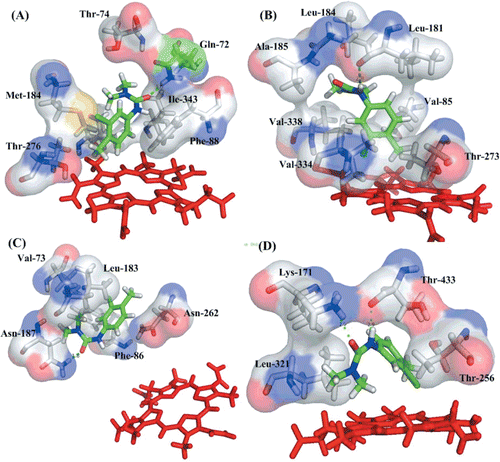 Figure 4.  A close view of the binding mode of the four P450s with (A) CYP71A10, (B) CYP71B1, (C) CYP71C6V1 and (D) CYP76B1. Heme is represented by a red stick. Key residues are represented by stick, with red, gray, blue, yellow, and light gray representing oxygen, nitrogen, sulphur, and carbon, respectively. The hydrogen bonds are shown in green dotted lines and ligand with green stick.