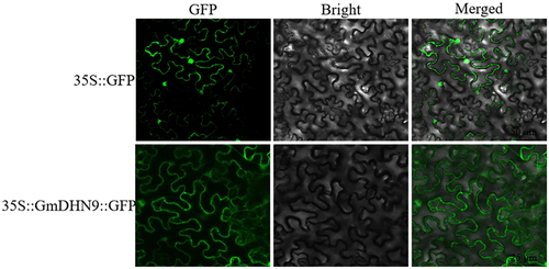 Figure 2. Subcellular localization analysis of GmDHN9 proteins in tobacco cells. （Bars = 25 μm).