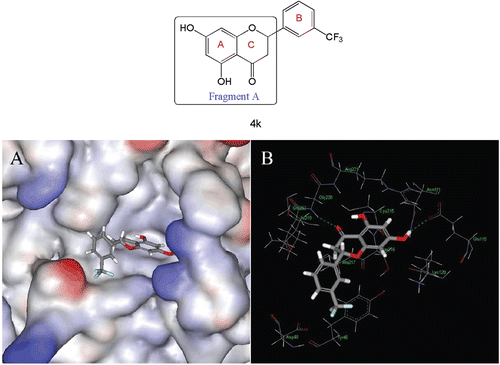 Figure 3.  Docking result of compound 4k in the PTP1B catalytic pocket. (A) Binding pose of 4k in PTP1B active site; (B) Key residues in binding site surrounding 4k.