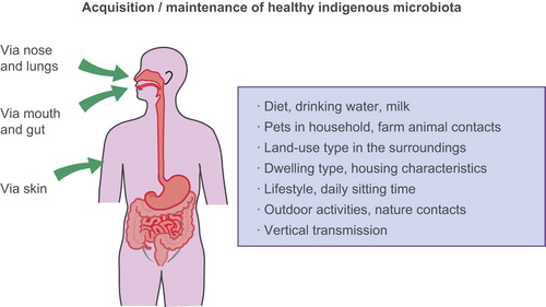 Figure 2. ‘We are what we host, and we host what we eat, touch, and breathe’. Outdoor activities in biodiverse environments together with unprocessed food can provide us with microbial exposures necessary for the development and maintenance of healthy balanced microbiota and immunoregulatory circuits.
