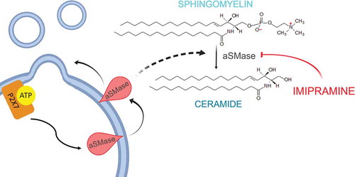 Figure 4. MVs present unique lipid characteristics, including an enrichment of sphingomyelin and ceramide, thus every enzyme able to interfere with membrane composition, i.e. calpains, scramblases and acid sphingomyelinases, plays a key role in MVs biogenesis. Acid sphingomyelinases convert sphingomyelin into ceramide, a cone-shaped rigid lipid that forms micro-domains inside the cell membrane, inducing the budding of MVs. Imipramine, a well-known anti-depressant, can promote membrane fluidity by acting on aSMases, thus preventing MVs generation.