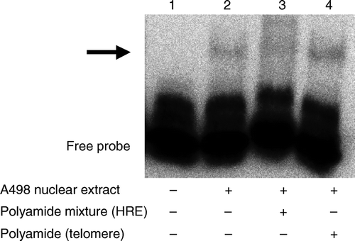 Figure 6.  Inhibitory effects of pyrrole-imidazole hairpin polyamides on the HIF-HRE interaction were evaluated by using an electrophoresis mobility shift assay. Nuclear extract of A498 human renal cell cancer cells caused a mobility shift (arrow) of a biotin-labeled double-stranded oligonucleotide corresponding to human HRE (lanes 1 and 2). The polyamide mixture against the HRE suppressed the mobility shift (lane 3), which was not affected by a polyamide recognizing the human telomere sequence (lane 4).