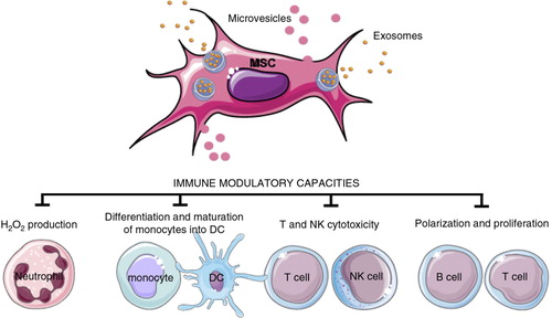 Fig. 7.  EVs from mesenchymal stem cells (MSC).EVs derived from MSCs can induce different effects depending on the target cell, as summarized here. DC=dendritic cell; NK= natural killer.
