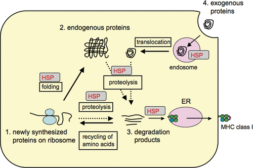 Figure 2. HSP mediate degradation of a few percent of newly synthesised proteins as well as mature proteins. In dendritic cells (DC), HSP seem to facilitate the degradation of even internalised exogenous proteins following their translocation to the cytoplasm. The proteolysis step depends on the ubiquitin-proteasome system to produce peptides presentable by MHC class I molecules.