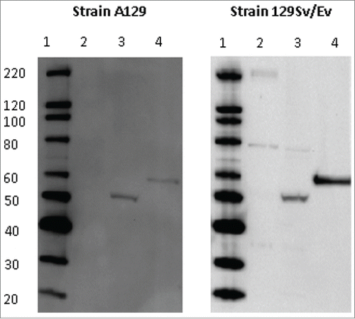 Figure 2. Antibody responses from A129 and 129Sv/Ev mice vaccinated with MVA-NP3010. A representative animal from each mouse strain is shown. Sera from vaccinated A129 and 129Sv/Ev mice were tested for reactivity with a baculovirus-expression recombinant CCHFv NP (lane 4) and CCHFv-infected (lane 3) or uninfected (lane 2) SW13 cells by Western blotting. Lane 1 shows a molecular weight marker.