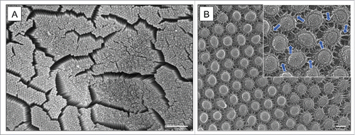 Figure 1. (A) En face scanning electron microscopy of brush border microvilli extending from the surface of mouse duodenal enterocytes. (B) Deep-etch electron microscopy reveals a dense network of adhesion complexes connecting the tips of adjacent microvilli. Scale bars are 1 μm and 1 nm in A and B, respectively.