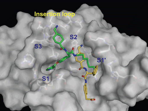 Figure 7.  Predicted complex of urokinase with YO-2 and PKSI-527. The structure of urokinase is displayed as a surface model (grey) and the inhibitors YO-2 and PKSI-527 are shown as stick models (green for YO-2 and yellow for PKSI-527). The side-chains of residues in the binding and catalytic sites are shown as stick models (white).