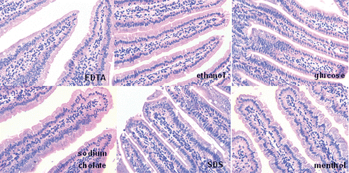 Figure 4.  Light micrographs of microvilli from duodenum epithelia tissues at 24 h after oral administration of the enhancers in healthy mice (×400).