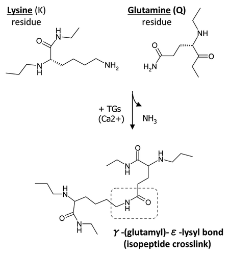 Figure 1 Transglutaminase-mediated crosslinking and the formation of γ-(glutamyl)-ε-lysyl bond. TGs catalyze a transferase reaction between the γ-carboxamide group of a protein-bound glutamine (Q) residue and the ε-amino group of a protein-bound lysine (K) residue or other free or bound primary amine. The result of this post-translational modification is a covalent, irreversible γ-(glutamyl)-ε-lysyl bond, also described as an isopeptide crosslink.