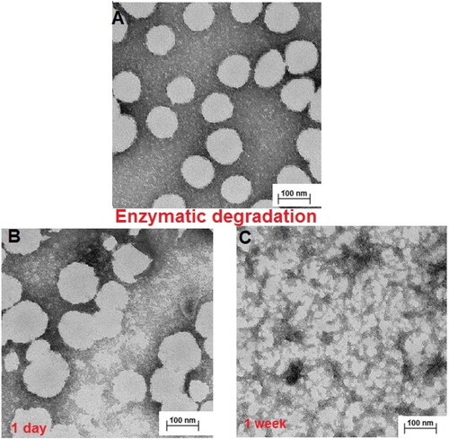 Figure 4. TEM micrographs of A) MEO2MA-OEGMA30%-MeHa-DEGDA NGs (pH 7.4), (B) MEO2MA-OEGMA30%-MeHa-DEGDA NGs taken 1-day after their treatment with 2 mg·mL−1 hyaluronidase enzyme (HAdase, pH 5.0). (C) MEO2MA-OEGMA30%-MeHa-DEGDA NGs reveal their HAdase-based enzymatic degradation at pH 5.0 after 1-week treatment.