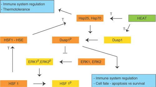 Figure 4. Tentative diagram for the interaction between DUSP1 and HSPs. The diagram has been simplified for illustrative purposes. See text for details. P; phosphorylated, T; transcription.