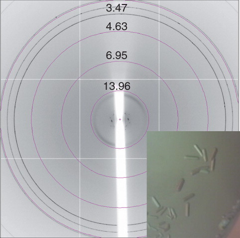 Figure 6. Crystals and diffraction patterns obtained from YjdL crystallization trials diffracting to ∼ 17 Å. Diffraction images were collected on beamline I02 at Diamond Light Source using a wavelength of 0.9796 Å and an oscillation range of 1.0°. This Figure is reproduced in colour in the online version of Molecular Membrane Biology.