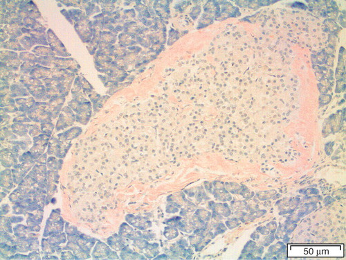 Figure 3. Pancreatic section of a degu (Octodon degus) with heavy amyloid deposits at the islet periphery, stained with Congo red.