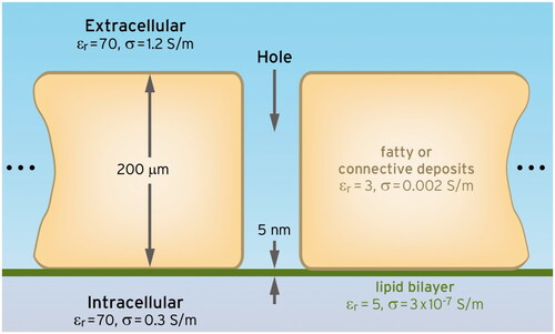 Figure 2. Three-dimensional configuration analyzed by Eibert et al. [Citation108] using sophisticated numerical methods. They found for this special arrangement that the high electrical jump between the extracellular fluid (εr = 70, σ = 1.2 S/m, blue) and fatty or connective deposits (εr = 3, σ = 0.002 S/m, yellow) cause high E-fields of some 1000 V/m (and SAR of 500 W/kg) at a lipid bilayer (membrane) between. Voltages as high as millivolts can be generated in these membrane sections. This analysis is valid for RF > 70 MHz (see dispersion curve in Figure 3).