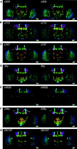 Figure 6  GAL4 strains labeling all of the lobes. Stereopairs show reconstructions of MB-GAL4s labeling all of the lobes. The applied color illustrates the depth (see scale bar [25 µm] for the color code). Since most of the lines in this category exhibited expression in many neuropils, we describe only strong signals here (see also Figure 1). See also original confocal stacks for detail (http://mushroombody.net). (A) In the MB, c309 strongly labeled the α/β and γ neurons. We also observed very weak expression in the α′/β′ neurons. Outside the MB, the majority of the labeled neuropils included the antennal lobe, tritocerebrum, subesophageal ganglion, and optic lobes (see also Figure 1). Additionally, many different sensory nerves and the cervical connectives were stained. (B) c772 preferentially labeled the α/βp, α/βs, and γ neurons with weaker expression in the α/βc and α′/β′ neurons. It also labeled the optic lobes, ventrolateral protocerebrum, local interneurons in the antennal lobe, and many cells on the subesophageal ganglion. (C) As in c772, c747 labeled the α/βp, α/βs, and γ neurons strongly and the α/βc and α′/β′ neurons weakly. Outside the MB, we observed reporter signals in the optic lobes, antennal nerve, local interneurons in the antennal lobe, pars intercerebralis, and many cells on the subesophageal ganglion. (D) In 30y, all the MB subdivisions were innervated. It also labeled the optic lobes, antennal lobe, pars intercerebralis, and many cells surrounding the subesophageal ganglion. It also labeled a cluster of small neurons that are located dorsolateral to the optic tubercle and that project first ventrally and extend laterally toward the dorsolateral edge of the ventrolateral protocerebrum. Similar neurons were observed in 238y. (E) c492b labeled all types of Kenyon cells, although expression in the γd neurons was relatively weak. Compared to other lines in this category, expressions outside the MB were less pronounced. We observed reporter signals in the pars intercerebralis, local inter neurons in the antennal lobe, deutocerebrum, subesophageal ganglion, and large paired neurons located ventral to the calyx (see also the legend of Figure 2C). (F) All types of the Kenyon cells were strongly labeled by 238y. Outside the MB, this line labeled the optic lobe, superior protocerebrum, pars intercerebralis, and many neurons surrounding the entire subesophageal ganglion. (G) In OK107, all the subdivisions of the MB were strongly and uniformly labeled. Outside the MB, we observed strong reporter signals in the optic lobe, antennal lobe, pars intercerebralis, and cells on the subesophageal ganglion.