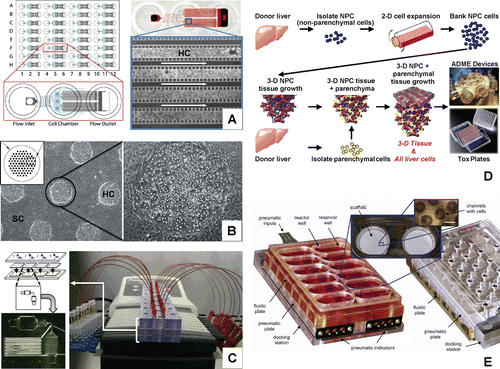 Figure 8.  Hepatic cell culture model systems represented in “Advanced organotypic culture technologies”. (A) Perfusion array liver system (PEARL) (CitationLee et al., 2007), (B) bioengineered micropatterned liver platform (CitationKhetani and Bhatia, 2008), (C) biochip dynamic flow system (CitationChao et al., 2009; CitationNovik et al., 2010; CitationMaguire et al., 2009), (D) 3-D liver tissue culture scaffold (CitationSibanda et al., 1993; CitationSibanda et al., 1994; Naughton et al., Citation1994), and (E) 3-D scaffolds with dynamic flow (CitationSivaraman et al., 2005; CitationDomansky et al., 2010).