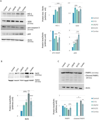 Figure 5. Analysis of apoptosis and autophagy-related proteins. Representative images and relative densitometric analysis of western blotting against different proteins. HO-1, SOD, pro-caspase-3, p62 (A) and PARP (C) protein expression levels were evaluated after 72 h of treatment, Nrf2 (B) protein after 48 h. The histograms are related to relative intensities over actin. *p < 0.05; **p < 0.01; ***p < 0.001 vs untreated cells (control).