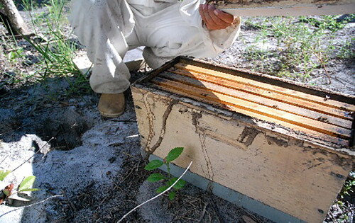 Figure 4. Bad conditions of the hives and packaging containers; hives on the ground are subject to rot and termite attack.