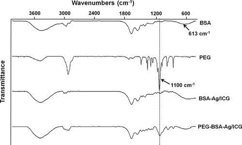 Figure 3 FT-IR data for the PEG-BSA-AgNP/ICG. The PEG-BSA-AgNP/ICG spectrum showed the characteristics peaks of BSA and PEG. The peaks at 613 and 1100 cm−1 were attributed to the lysine residues in BSA and the stretching vibration of “-C–O-C-” in the PEG.