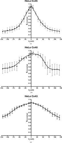 Figure 3 (a–c) Summarized data gained from Cx40-, Cx43-, and Cx45-transfected HeLa cells showing dependence of gap junction conductance on junctional potential Vj with a quasisymmetrical relationship for gj (normalized) = f (Vj). Average instantaneous gap junction conductance of each group was (mean ± SEM): HeLa Cx40: Gj = 5.18 ± 1.89 nS, n = 8; HeLa Cx43: Gj = 12.24 ± 2.92 nS, n = 9; HeLa Cx45: Gj = 2.84 ± 1.24, n = 10.