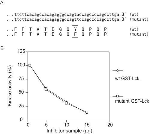 Figure 6.  CSK test. (A) Alignment of nucleotide sequences at 3′ of wild-type and mutant Lck and corresponding amino acid sequences at C-terminus. The full-length sequences were obtained and identical except at the 3′ (C-terminus), which is shown. (B) Dose-dependence comparison of inhibition on wild-type and mutant GST-Lck. This result is representative of three reproducible experiments.