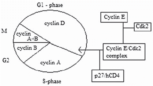Figure 1. The place and role of Cyclin E in the cell cycle.