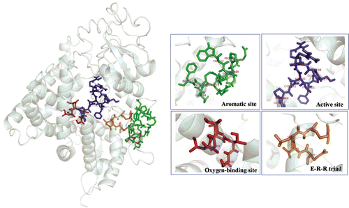 Figure 3.  The 3D structure of the putative EgP450 protein. The image was generated by using SWISS-MODEL and the I-TASSER server.
