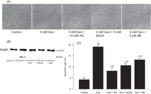 Figure 4.  Protection against Gen-induced apoptosis by iNOS inhibitor AG, p38 inhibitor SB203580, and NACA. (A) Phase contrast microscopy at ×100 magnification. (B) PARP cleavage by Western blotting. (C) Apoptosis rate by FACS. The values are mean ± SD (n = 5).Notes: **p < 0.01 versus Gen treatment. #p < 0.05 versus control. ##p < 0.01 versus control.