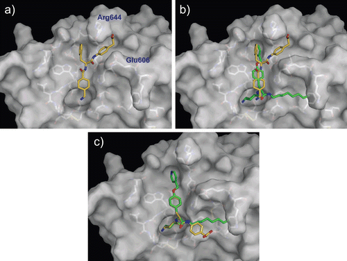 Figure 6.  Predicted complex of plasmin with PKSI-527. The structure of plasmin is displayed as a surface model (grey) and the inhibitor PKSI-527 is shown as a stick model (yellow). The side-chains of residues in the binding and catalytic sites are shown as stick models (white). (a) Identical view as that of Figure 4b. (b) Comparison of the binding modes of YO-2 (green) and PKSI-527. (c) The structure of PKSI-527 overlapped with YO-2.