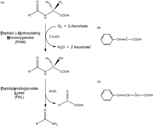 Figure 1. The reactions catalyzed by PHM and PAL (A), the cinnamate-derived vinyl radical (B) and the 4-phenyl-3-buteneoate-derived allylic radical (C). Bifunctional PAM is compromised of separate monofunctional enzymes, PHM and PAL. In vivo, the substrate for PHM and PAL is a C-terminal glycine extended peptide (R = a peptide) to generate an α-amidated peptide.