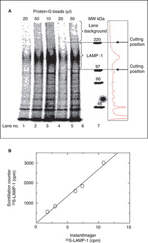Figure 2. Quantification of immunoprecipitated 35S-LAMP-1 using Instant Imager scanning software versus liquid scintillation counting. (A) P388D1 cells were metabolically labelled with 35S-methionine at 10-7 M (specific-activity = 1175 Ci/mmol) for 2 h. Soluble 35S-LAMP-1 was immunoprecipitated from 200 μl soluble cell extract (10·10-6 cells) with 10 μl ID4B-containing, 50-fold concentrated TCM and the indicated protein-G bead volumes. Eluents were subjected to SDS-PAGE, followed by autoradiography for 64 h. The immunoprecipitated 35S-LAMP-1 was quantified by digital analysis using Instant Imager software. The radio-activity profile of lane 5 was aligned to the lane by eye (box at right). (B) LAMP-1 bands were excised relative to MW markers, as indicated, dissolved in 2 ml 30% H2O2 overnight at 60°C and quantified by scintillation counting in a scintillation counter. The counts obtained from the scintillation counter correlated linearly (slope of 268) with the counts obtained from the Instant Imager detection method.