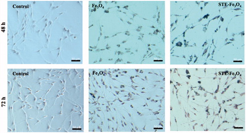 Figure 8. Prussian blue staining of C6 glioma cells indicating cellular persistence of control (no MNP added), bare and STE-coated MNPs (0.5 g) by C6 glioma cells, post-incubation with MNPs after 24 h and 48 h, respectively.